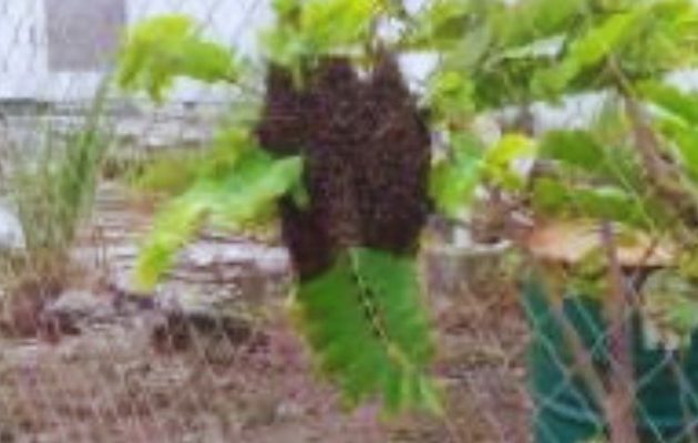 Abejas africanas. Foto: Cortesía