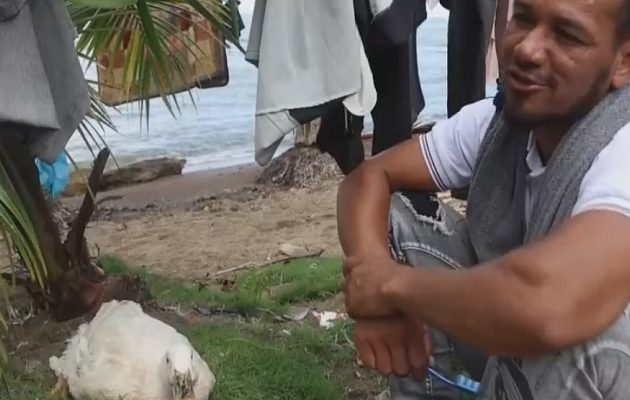 El animal está herido luego de que un perro lo mordiera. Foto: EFE El animal está herido luego de que un perro lo mordiera. Foto: EFE