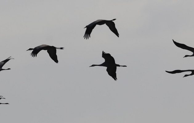 Restricciones para movimientos de aves. Foto: Archivo/EFE