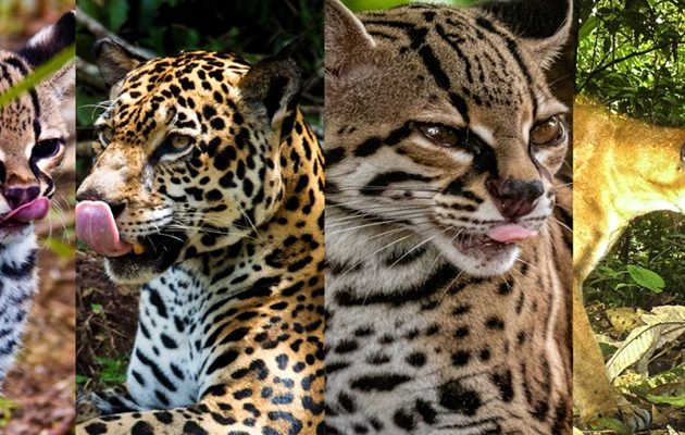 Panamá avanza en una agenda integral para la conservación de los felinos silvestres. Foto: Mi Ambiente