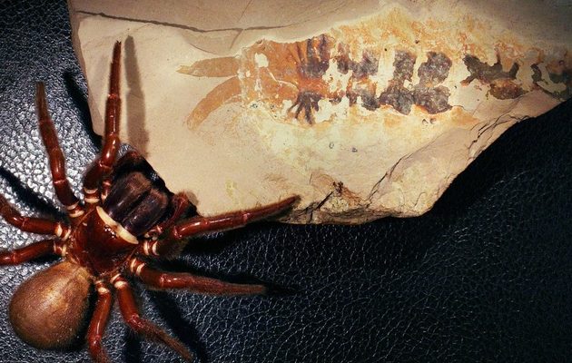 Una araña actual al lado de un fósil. Foto: EFE Una araña actual al lado de un fósil. Foto: EFE