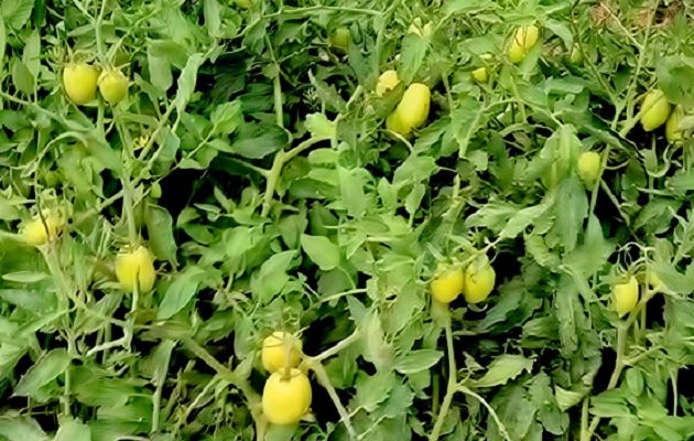 Si no se apoya al productor, el consumidor será el que sufrirá las consecuencias con precios más altos. Foto. Archivo