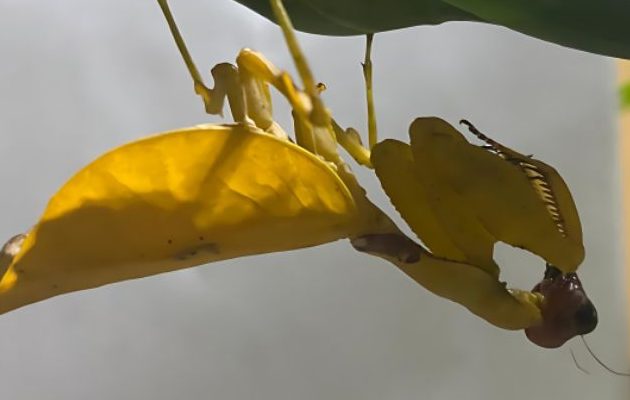 Mantis religiosa amarilla. Foto: Cortesía