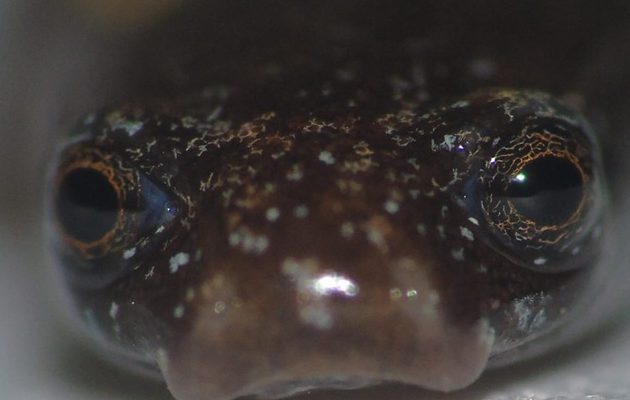 La salamandra Oedipina berlini es una especie de pequeño tamaño. Foto: Cortesía