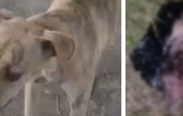 El caso de ‘Ferchita’ ha generado indignación. 