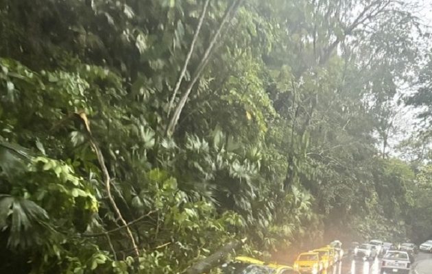 La caída de árboles afectó el libre tránsito, además un taxi también resultó con daños.