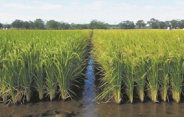 Crece la preocupación en el sector arrocero por la escacez de lluvia.