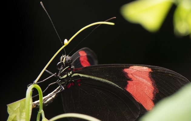 Las Heliconius tienen una de las esperanzas de vida adultas más largas documentadas.