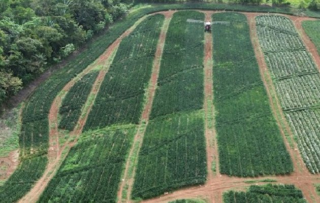 El distrito de La Chorrera, envió a Europa y Estados Unidos más de 224 mil cajas. Foto. Eric Montenegro El distrito de La Chorrera, envió a Europa y Estados Unidos más de 224 mil cajas. Foto. Eric Montenegro