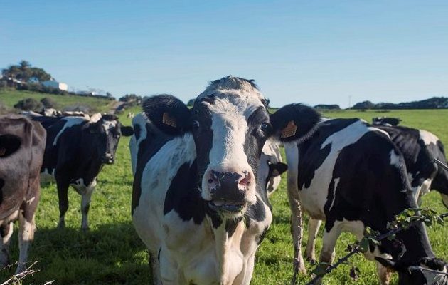  Una vaca contrae la EEB al comer alimentos contaminados. Foto: Archivo