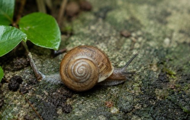 La presencia de los caracoles representa un reto para la bioseguridad de Panamá. Foto: Cortesía/UP