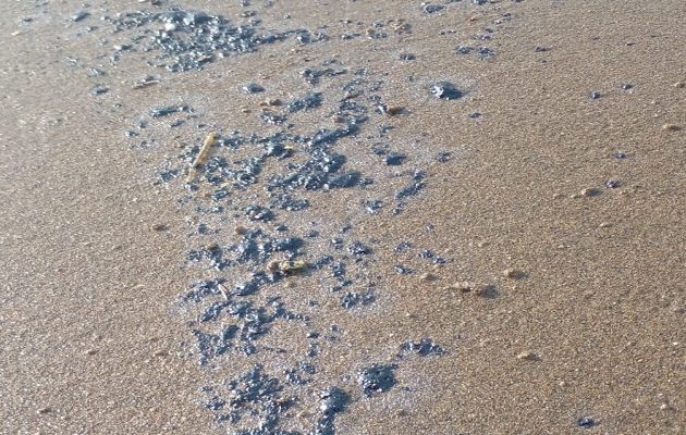 La presencia de hidrocarburos puede afectar peces, crustáceos, poliquetos y otros organismos que habitan playas y zonas rocosas. La presencia de hidrocarburos puede afectar peces, crustáceos, poliquetos y otros organismos que habitan playas y zonas rocosas.