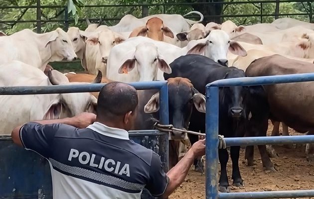 Las autoridades buscan apoyar a los ganaderos conel fin de bajr el hurto pecuario. Foto. Cortesía Las autoridades buscan apoyar a los ganaderos conel fin de bajr el hurto pecuario. Foto. Cortesía