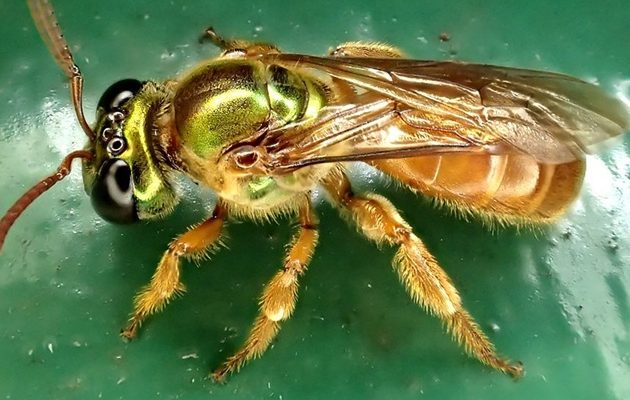 Se cree que las abejas del género Megalopta representan uno de los orígenes más recientes de las sociedades entre las abejas. Se cree que las abejas del género Megalopta representan uno de los orígenes más recientes de las sociedades entre las abejas.
