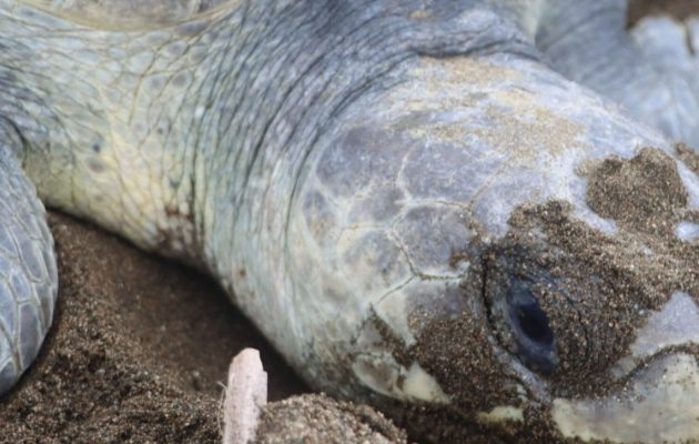 Medidas para proteger a las tortugas. Foto: Cortesía Medidas para proteger a las tortugas. Foto: Cortesía