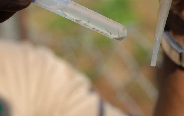 El Minsa recomienda eliminar los criaderos de mosquitos. Foto: Cortesía El Minsa recomienda eliminar los criaderos de mosquitos. Foto: Cortesía