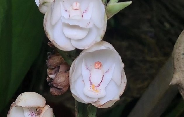 Se trata de una agenda pensada para ofrecer una experiencia integral donde la naturaleza y las costumbres regionales van de la mano. Se trata de una agenda pensada para ofrecer una experiencia integral donde la naturaleza y las costumbres regionales van de la mano.