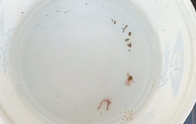 La residente Keny Arcia denunció que el agua potable llega acompañada de lombrices y advirtió que en la zona ya se registran casos de diarrea. Foto. Melquíades Vásquez La residente Keny Arcia denunció que el agua potable llega acompañada de lombrices y advirtió que en la zona ya se registran casos de diarrea. Foto. Melquíades Vásquez
