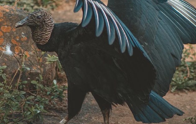 El gallinazo ha sido un ave siempre presente en nuestro país. Foto: Lucas Pezeta/Pexels El gallinazo ha sido un ave siempre presente en nuestro país. Foto: Lucas Pezeta/Pexels