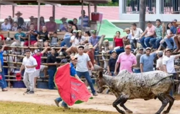 El incidente ocurrió durante una de las tradicionales actividades taurinas que forman parte de esta reconocida fiesta guarareña. Foto. Ilustrativa El incidente ocurrió durante una de las tradicionales actividades taurinas que forman parte de esta reconocida fiesta guarareña. Foto. Ilustrativa