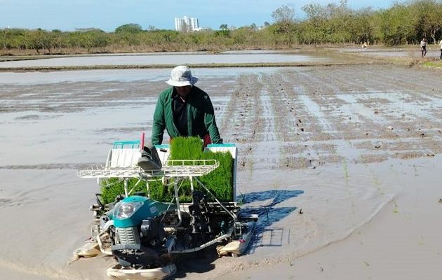 Los productores han tenido que sembrar el arroz en las mejores tierras posibles. Foto Cortesía Los productores han tenido que sembrar el arroz en las mejores tierras posibles. Foto Cortesía