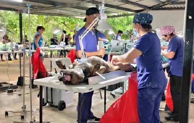 La esterilización es una medida para evitar camadas no deseadas, e incluso prevenir algunas enfermedades en los animales.