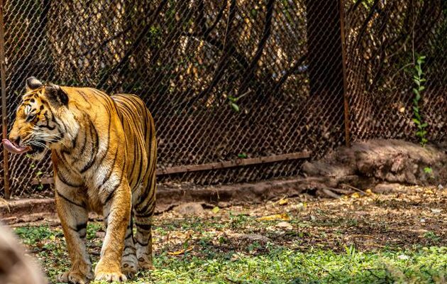 Recinto de los tigres está abierto desde 2011. Foto: Pexels Recinto de los tigres está abierto desde 2011. Foto: Pexels