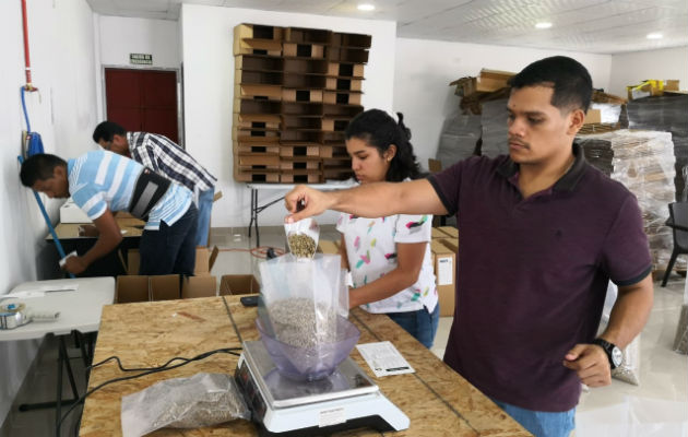 Los lotes recibidos  son  pesados y empacados al vacío en bolsas de 50 libras. Foto: José Vásquez. 