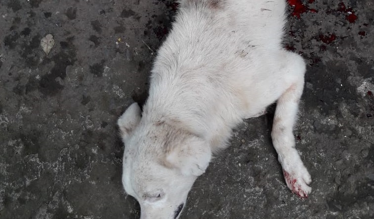 El hecho se registró el lunes en horas del medio día cuando el canino llegó desangrándose a la casa, muriendo en pocos minutos. Foto/José Vásquez