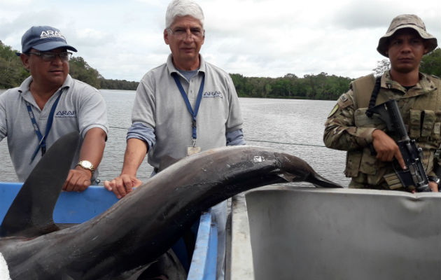 Se les decomisaron más de 6,000 libras de pescado, entre ellos 232 tiburones. Foto: Mayra Madrid. 