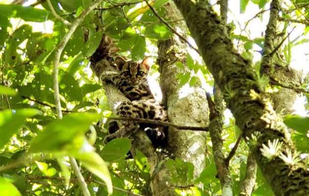 Es una de las seis especies de felinos silvestres reportados en Panamá, siendo estas: el Jaguar, Ocelote, Puma, Jaguarundi, Oncilla y tigrillo. 