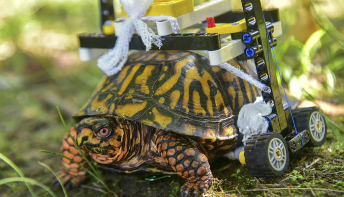 Una tortuga salvaje con una concha rota se mueve en una silla de ruedas hecha de legos mientras se recupera en el zoológico de Baltimore. FOTO/AP 