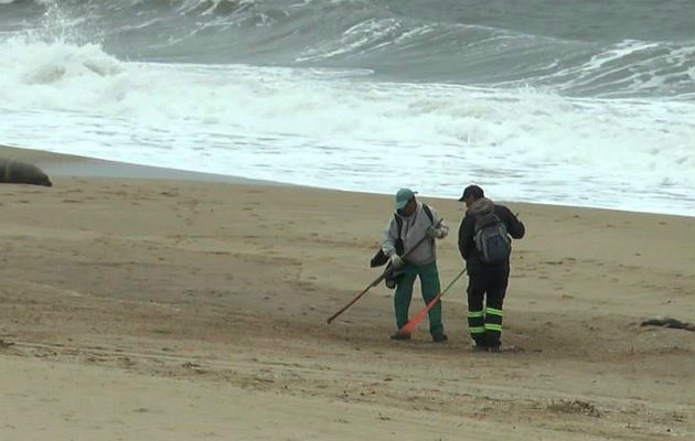 Dos personas limpian los restos de lobos marinos muertos, en una playa del departamento de Maldonado (Uruguay). EFE