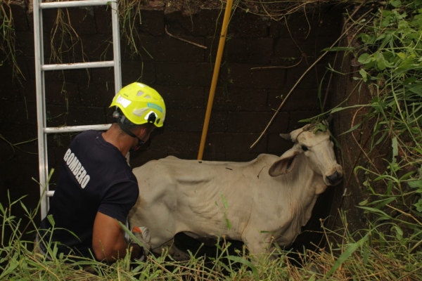 Las autoridades informaron que el animal no sufrió ningún golpe. Foto/Thays Domínguez