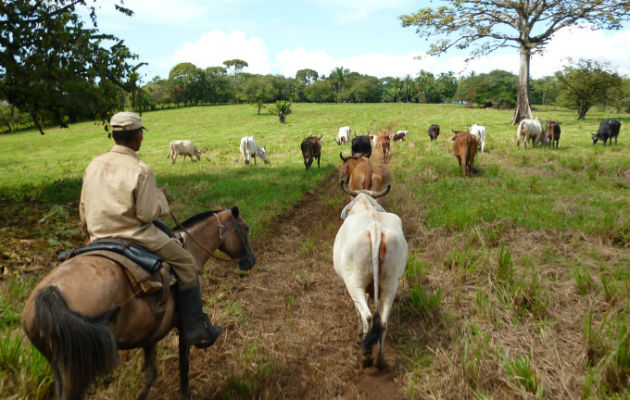  Actualmente hay 350 médicos veterinarios a servicio del Estado