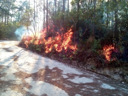 Hace unos días atrás se afectaron unas 30 hectáreas con un incendio forestal en la reserva forestal de La Yeguada. Foto/Melquiades Vásquez